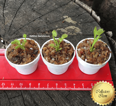 https://cdn.shopify.com/s/files/1/1058/0876/files/Bug-munching_MINI_s_are_here.mp4?v=1609600694