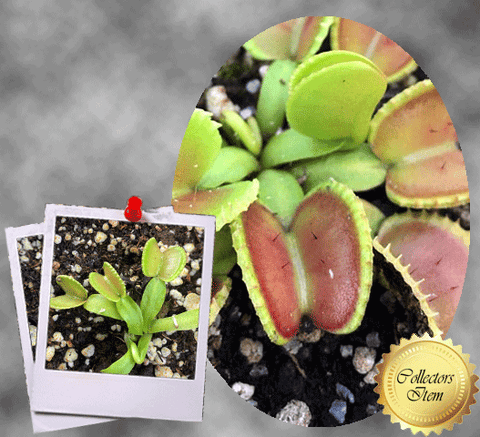COLLECTORS ITEM 🌟 Venus Flytrap COQUILLAGE 💎 Exact plant pictured! 📏 XL winterbulb (8-12cm in summer)
