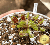 COLLECTORS ITEM 🌟 Venus Flytrap CUP TRAP 💎 Exact plant pictured! 📏 MED winterbulb (5-8cm in summer)