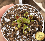 COLLECTORS ITEM 🌟 Venus Flytrap CUP TRAP 💎 Exact plant pictured! 📏 MED winterbulb (5-8cm in summer)