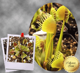 COLLECTORS ITEM 🌟 Venus Flytrap CUP TRAP 💎 Exact plant pictured! 📏 MED winterbulb (5-8cm in summer)