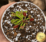 VENUS FLYTRAP: DC XL for sale | Buy carnivorous plants and seeds online @ South Africa's leading online plant nursery, Cultivo Carnivores