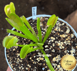 COLLECTORS ITEM 🌟 Venus Flytrap DENTATE TRAPS 💎 Exact plant pictured! 📏 XL winterbulb (8-12cm in summer)