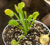 COLLECTORS ITEM 🌟 Venus Flytrap DENTATE TRAPS 💎 Exact plant pictured! 📏 XL winterbulb (8-12cm in summer)