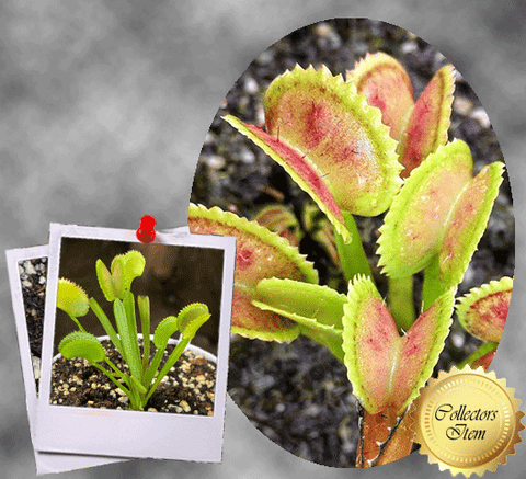VENUS FLYTRAP: Dentate Traps for sale | Buy carnivorous plants and seeds online @ South Africa's leading online plant nursery, Cultivo Carnivores