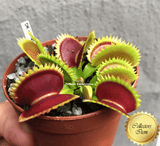 COLLECTORS ITEM 🌟 Venus Flytrap DENTATÉ 💎 Exact plant pictured! 📏 XL winterbulb (10-12cm in summer)