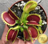 COLLECTORS ITEM 🌟 Venus Flytrap DENTATÉ 💎 Exact plant pictured! 📏 XL winterbulb (10-12cm in summer)
