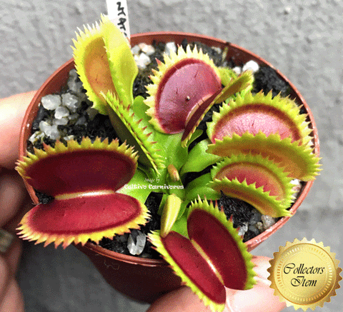 COLLECTORS ITEM 🌟 Venus Flytrap DENTATÉ 💎 Exact plant pictured! 📏 XL winterbulb (10-12cm in summer)
