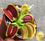 COLLECTORS ITEM 🌟 Venus Flytrap DENTATÉ 💎 Exact plant pictured! 📏 XL winterbulb (10-12cm in summer)
