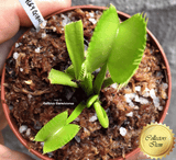 COLLECTORS ITEM 🌟 Venus Flytrap DINGLEY GIANT 💎 Exact plant pictured! 📏 XL winterbulb (8-12cm in summer)