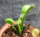 COLLECTORS ITEM 🌟 Venus Flytrap DINGLEY GIANT 💎 Exact plant pictured! 📏 XL winterbulb (8-12cm in summer)