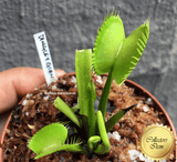 COLLECTORS ITEM 🌟 Venus Flytrap DINGLEY GIANT 💎 Exact plant pictured! 📏 XL winterbulb (8-12cm in summer)