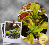 COLLECTORS ITEM 🌟 Venus Flytrap DRACULA 💎 Exact plant pictured! 📏 MED winterbulb (5-8cm in summer)