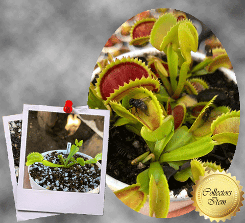 COLLECTORS ITEM 🌟 Venus Flytrap DRACULA 💎 Exact plant pictured! 📏 MED winterbulb (5-8cm in summer)