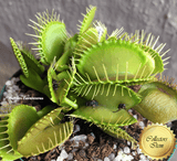 COLLECTORS ITEM 🌟 Venus Flytrap DUTCH DELIGHT > Exact plant pictured