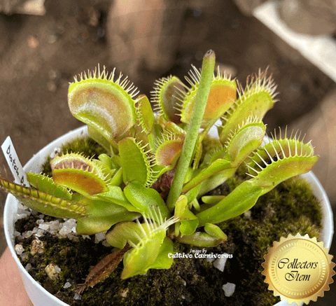 COLLECTORS ITEM 🌟 Venus Flytrap DUTCH DELIGHT > Exact plant pictured