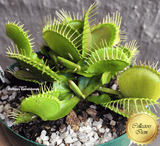 COLLECTORS ITEM 🌟 Venus Flytrap DUTCH DELIGHT > Exact plant pictured