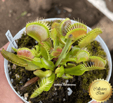 COLLECTORS ITEM 🌟 Venus Flytrap DUTCH DELIGHT > Exact plant pictured