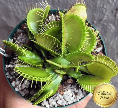 COLLECTORS ITEM 🌟 Venus Flytrap DUTCH DELIGHT > Exact plant pictured