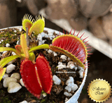 VENUS FLYTRAP: PRO giant for sale | Buy carnivorous plants and seeds online @ South Africa's leading online plant nursery, Cultivo Carnivores