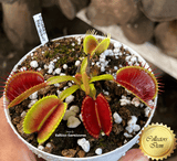 VENUS FLYTRAP: PRO giant for sale | Buy carnivorous plants and seeds online @ South Africa's leading online plant nursery, Cultivo Carnivores
