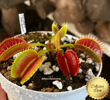 VENUS FLYTRAP: PRO giant for sale | Buy carnivorous plants and seeds online @ South Africa's leading online plant nursery, Cultivo Carnivores