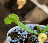 COLLECTORS ITEM 🌟 Venus Flytrap DRACULA 💎 Exact plant pictured! 📏 MED winterbulb (5-8cm in summer)