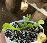 COLLECTORS ITEM 🌟 Venus Flytrap DRACULA 💎 Exact plant pictured! 📏 MED winterbulb (5-8cm in summer)