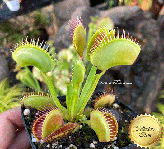 Venus Flytrap Eyelash • Exact plant pictured • C.Klein
