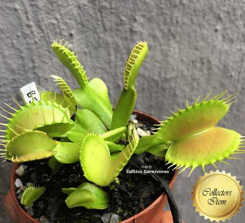 COLLECTORS ITEM 🌟 Venus Flytrap B52 ex Flytrapstore 💎 Exact plant pictured! 📏 XL with 1st spring traps