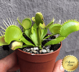 COLLECTORS ITEM 🌟 Venus Flytrap B52 ex Flytrapstore 💎 Exact plant pictured! 📏 XL with 1st spring traps