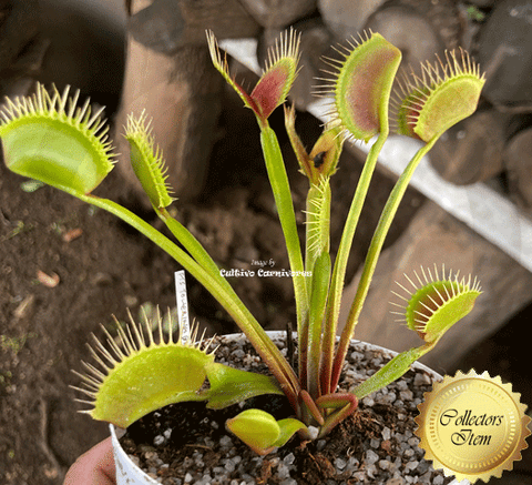 COLLECTORS ITEM 🌟 Venus Flytrap TOWERING GIANT > Exact plant pictured