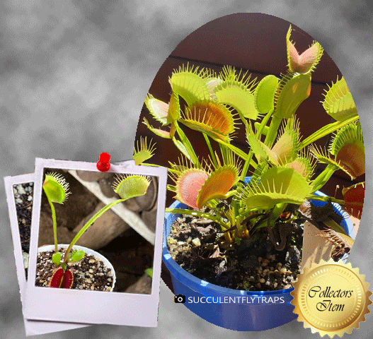 Venus Flytrap G14 x G16 (Dirk Ventham's giant x Slack's giant) • Collectible Import