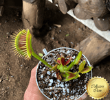 COLLECTORS ITEM 🌟 Venus Flytrap G14 x G16 > Exact plant pictured