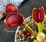 VENUS FLYTRAP: G14 for sale | Buy carnivorous plants and seeds online @ South Africa's leading online plant nursery, Cultivo Carnivores
