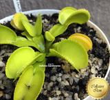 Venus flytrap: GREEN SAWTOOTH for sale | Buy carnivorous plants and seeds online @ South Africa's leading online plant nursery, Cultivo Carnivores
