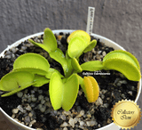 Venus flytrap: GREEN SAWTOOTH for sale | Buy carnivorous plants and seeds online @ South Africa's leading online plant nursery, Cultivo Carnivores