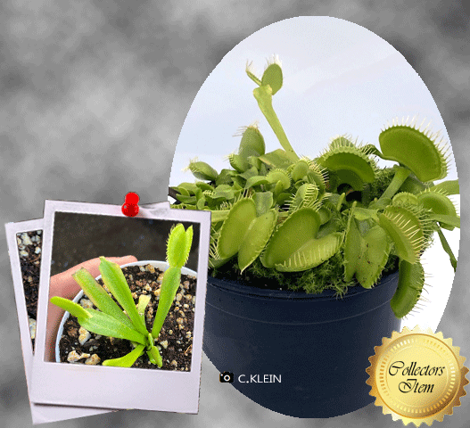 COLLECTORS ITEM 🌟 Venus Flytrap GRüNER FINDLING 💎 Exact plant pictured! 📏 XXL winterbulb (12-15cm in summer)