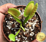 COLLECTORS ITEM 🌟 Venus Flytrap GINORMOUS 💎 Exact plant pictured! 📏 L winterbulb (8-10cm in summer)