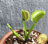 COLLECTORS ITEM 🌟 Venus Flytrap GINORMOUS 💎 Exact plant pictured! 📏 L winterbulb (8-10cm in summer)