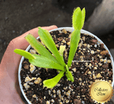 COLLECTORS ITEM 🌟 Venus Flytrap GRüNER FINDLING 💎 Exact plant pictured! 📏 XL winterbulb (10-15cm in summer)