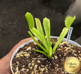COLLECTORS ITEM 🌟 Venus Flytrap GRüNER FINDLING 💎 Exact plant pictured! 📏 XL winterbulb (10-15cm in summer)