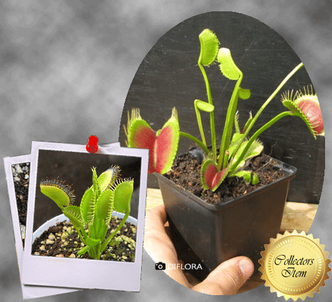 COLLECTORS ITEM 🌟 Venus Flytrap LARGE ERECT PINK TRAP 💎 Exact plant pictured! 📏 XL winterbulb (10-12cm in summer)
