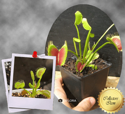 COLLECTORS ITEM 🌟 Venus Flytrap LARGE ERECT PINK TRAP > Exact plant pictured