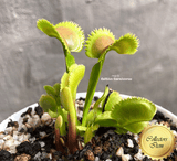 COLLECTORS ITEM 🌟 Venus Flytrap LUNATIC FRINGE 💎 Exact plant pictured! 📏 XL winterbulb (10-12cm in summer)