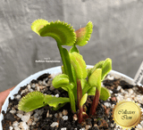 COLLECTORS ITEM 🌟 Venus Flytrap LUNATIC FRINGE 💎 Exact plant pictured! 📏 XL winterbulb (10-12cm in summer)