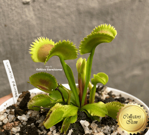 COLLECTORS ITEM 🌟 Venus Flytrap LUNATIC FRINGE 💎 Exact plant pictured! 📏 XL winterbulb (10-12cm in summer)