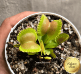 COLLECTORS ITEM 🌟 Venus Flytrap LUNATIC FRINGE 💎 Exact plant pictured! 📏 XL winterbulb (10-12cm in summer)