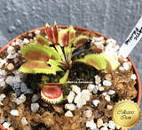 COLLECTORS ITEM 🌟 Venus Flytrap LUNATIC FRINGE 💎 Exact plant pictured! 📏 MED winterbulb (5-8cm in summer)