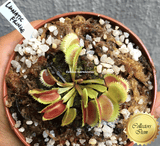 COLLECTORS ITEM 🌟 Venus Flytrap LUNATIC FRINGE 💎 Exact plant pictured! 📏 MED winterbulb (5-8cm in summer)